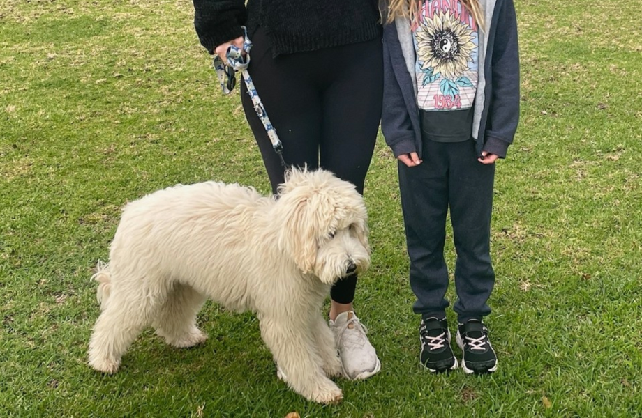 Pet Dog Training Pet Dog Training
