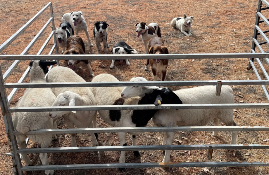 Working Stock Dog Training Working Stock Dog Training