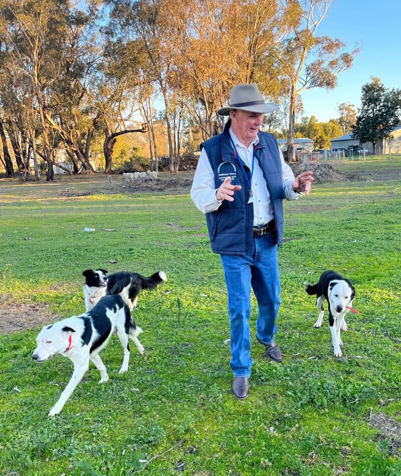 Contact Dog Training GV Contact Dog Training GV